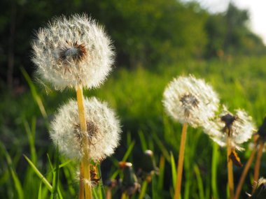Beyaz tüylü karahindibalar. Birkaç çiçek. Karahindibalar üreme evresinde. Karşı-ışık.