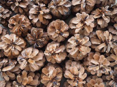 konilerin arka planı. Güzel, büyük kozalaklar, bir desen olarak yan yana yerleştirilmiş. Yılbaşı ve Noel motifleri. Mutlu yıllar ve Noel