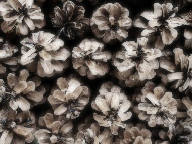 konilerin arka planı. Güzel, büyük kozalaklar, bir desen olarak yan yana yerleştirilmiş. Yılbaşı ve Noel motifleri. Mutlu yıllar ve Noel