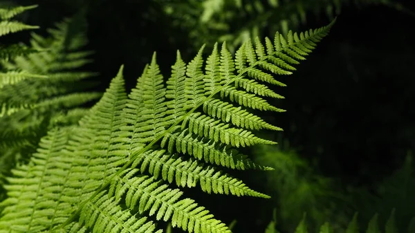 Fern Alakú Növény Erdőben Gyönyörű Kecses Zöld Levelek Polypodiphyta Egy — Stock Fotó