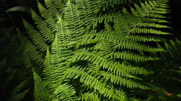 Fern Alakú Növény Erdőben Gyönyörű Kecses Zöld Levelek Polypodiphyta Egy — Stock Fotó