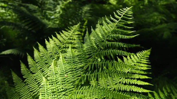 Φυτό Σχήμα Φτέρης Στο Δάσος Όμορφα Χαριτωμένα Πράσινα Φύλλα Πολυποδιφύτα — Φωτογραφία Αρχείου