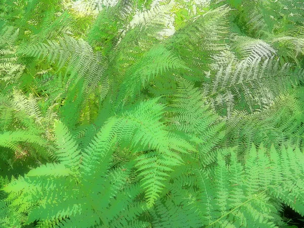 Φυτό Σχήμα Φτέρης Στο Δάσος Όμορφα Χαριτωμένα Πράσινα Φύλλα Πολυποδίφυτα — Φωτογραφία Αρχείου