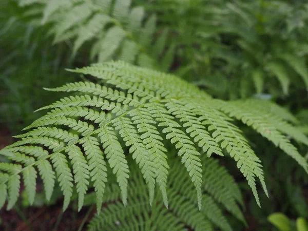 Fern Alakú Növény Erdőben Gyönyörű Kecses Zöld Levelek Polypodiphyta Egy — Stock Fotó