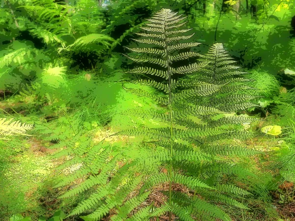 Veervormige Plant Het Bos Prachtige Sierlijke Groene Bladeren Polypodiphyta Een — Stockfoto