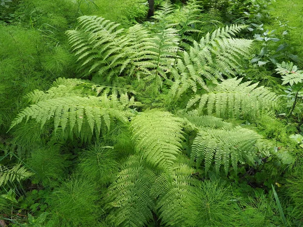 森の中のシダ型の植物 美しい優雅な緑の葉 ポリポジフィタ Polypodiphyta 現代のシダ類や古代の高等植物を含む血管植物の一部門 — ストック写真