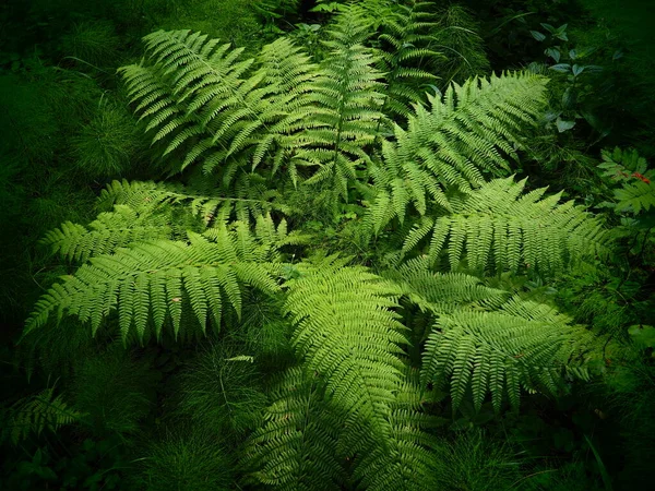 Fern Alakú Növény Erdőben Gyönyörű Kecses Zöld Levelek Polypodiphyta Egy — Stock Fotó