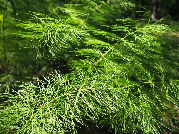 Veervormige Plant Het Bos Prachtige Sierlijke Groene Bladeren Polypodiphyta Een — Stockfoto