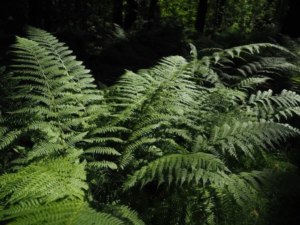 Fern Alakú Növény Erdőben Gyönyörű Kecses Zöld Levelek Polypodiphyta Egy — Stock Fotó