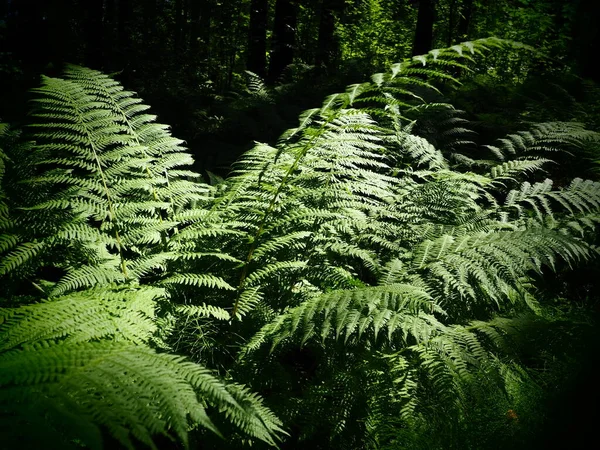 Fern Alakú Növény Erdőben Gyönyörű Kecses Zöld Levelek Polypodiphyta Egy — Stock Fotó