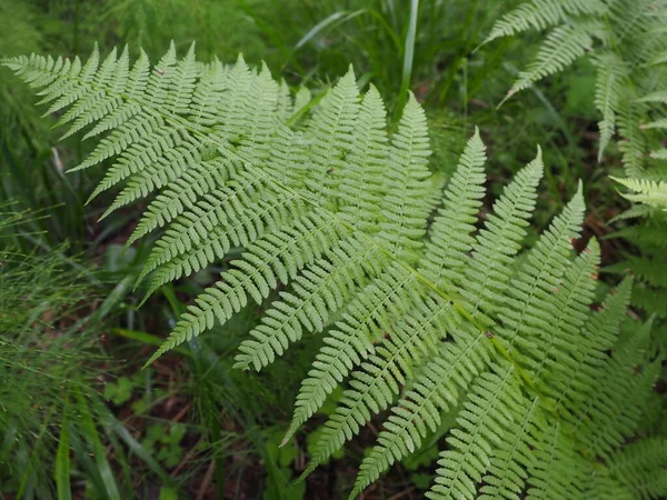 Fern Alakú Növény Erdőben Gyönyörű Kecses Zöld Levelek Polypodiphyta Egy — Stock Fotó