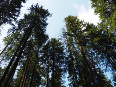 Yaşlı, uzun ladin ağaçları. Spruce taç. Karelia 'nın tayga ormanı. Bagajlar, dallar ve ladin iğneleri mavi gökyüzüne karşı.