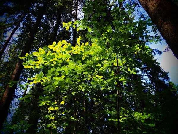 The leaves of the ash tree. Beautiful bright green leaves of the ash tree ordinary. Counter lighting. Summer forest and undergrowth.