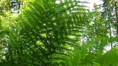 Ormanın alt katındaki eğreltiotları. Eğreltiotları rüzgarda sallanıyor. Güzel, hafif, zarif eğrelti otu dalları havanın kokusundan bükülür. Karelia, Rusya. Kapat..