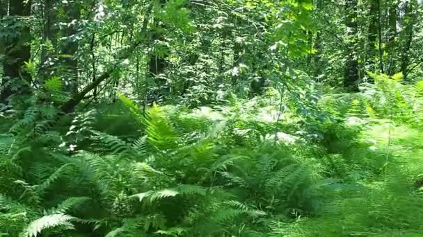 Fougères flottent dans le vent dans une forêt de sapins taïga avec un sous-bois caduc. Météo estivale ensoleillée. Nature de la Carélie et de la Finlande. Fougères et herbe. Des images FullHD de haute qualité — Video