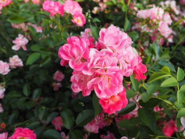 Pembe güller. Yeşil yapraklardan, tomurcuklardan ve dikenlerden oluşan arka planda güzel narin güller. Yumuşak ışıklandırma. Hafif odaklanma, sis ya da sis. Tebrik kartı. Altın saat çekimleri.