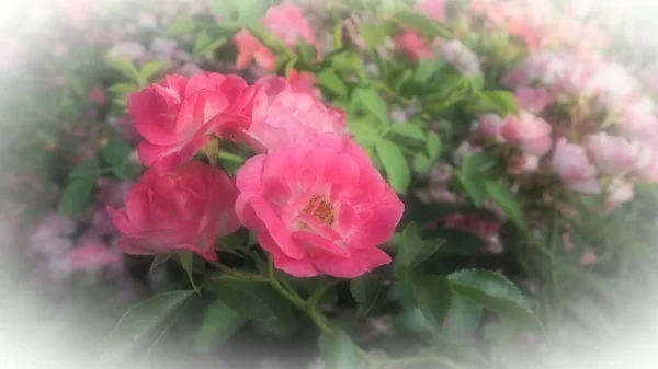 Rosa Rosen Besprühen Schöne Zarte Rosenblüten Auf Einem Hintergrund Aus — Stockfoto