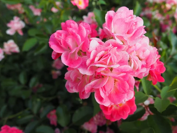 Rosa Rosen Besprühen Schöne Zarte Rosenblüten Auf Einem Hintergrund Aus — Stockfoto