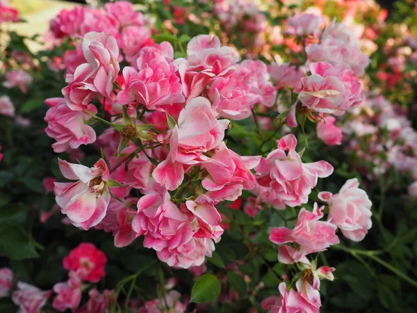 Rosa Rosen Besprühen Schöne Zarte Rosenblüten Auf Einem Hintergrund Aus — Stockfoto