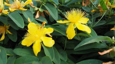 Hypericum calycinum, Hypericaceae familyasından bir bitki türü. Geniş çaplı sarı çiçekleri için yetiştirilmiş bir bahçe bitkisi olan Gül-Sharon 'u içerir..