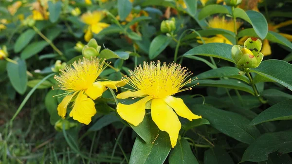 Hypericum Calycinum Hypericaceae Virágzó Növénycsaládba Tartozó Leborult Vagy Alacsony Növésű — Stock Fotó