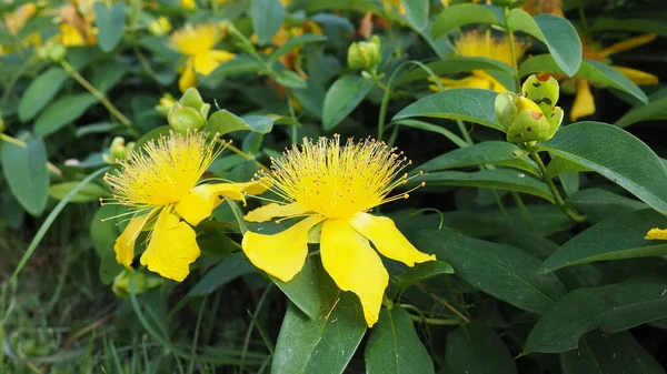 Hypericum Calycinum Hypericaceae Virágzó Növénycsaládba Tartozó Leborult Vagy Alacsony Növésű — Stock Fotó