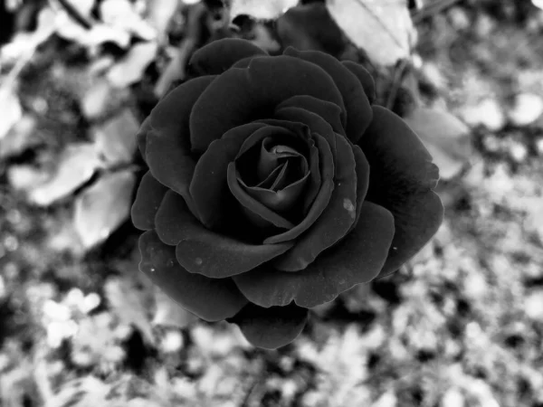 Rosa Negra Sobre Fondo Abstracto Pétalos Borrosos Símbolo Pesar Tristeza — Foto de Stock