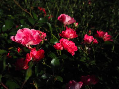 Pembe güller. Yeşil yapraklardan, tomurcuklardan ve dikenlerden oluşan arka planda güzel narin güller. Yumuşak ışıklandırma. Hafif odaklanma, sis ya da sis. Tebrik kartı. Altın saat çekimleri.