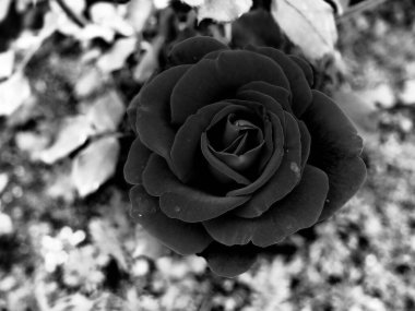 Soyut bir arkaplanda siyah bir gül. Bulanık yapraklar. Pişmanlığın sembolü, kederin.