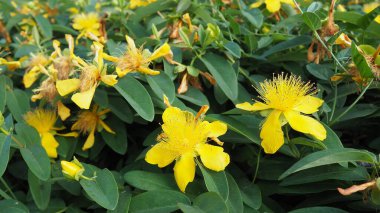 Hypericum calycinum, Hypericaceae familyasından bir bitki türü. Geniş çaplı sarı çiçekleri için yetiştirilmiş bir bahçe bitkisi olan Gül-Sharon 'u içerir..