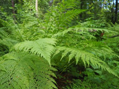 Ormanda eğreltiotu şeklinde bir bitki. Güzel zarif yeşil yapraklar. Polypodiphyta, modern eğreltiotları ve antik yüksek bitkileri içeren vasküler bitkiler bölümü..