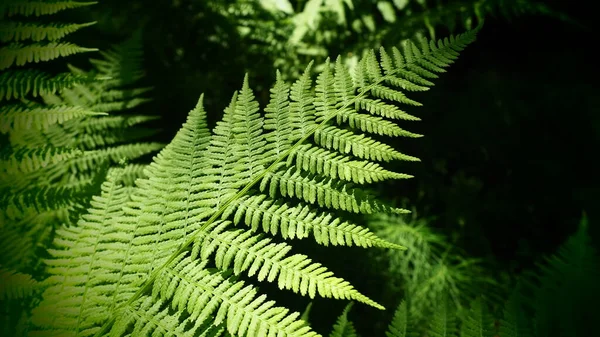 Planta Forma Samambaia Floresta Lindas Folhas Verdes Graciosas Polypodiphyta Departamento — Fotografia de Stock