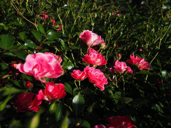 Sprayrosa Rosor Vackra Fina Blommor Rosor Bakgrund Grã Blad Knoppar — Stockfoto