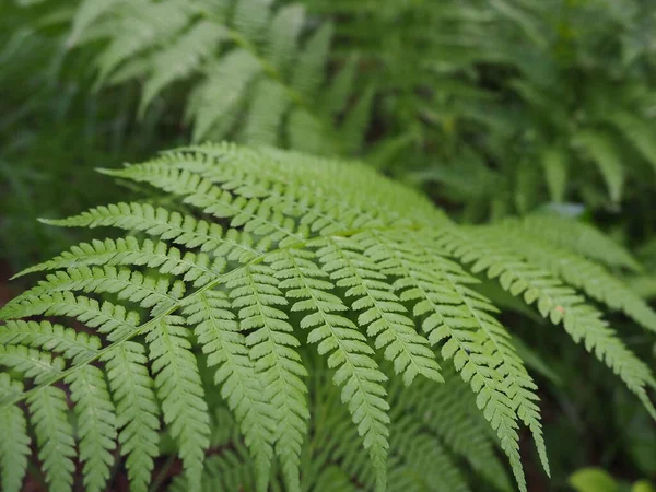 Fern Alakú Növény Erdőben Gyönyörű Kecses Zöld Levelek Polypodiphyta Egy — Stock Fotó