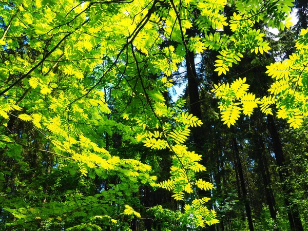 The leaves of the ash tree. Beautiful bright green leaves of the ash tree ordinary. Counter lighting. Summer forest and undergrowth.