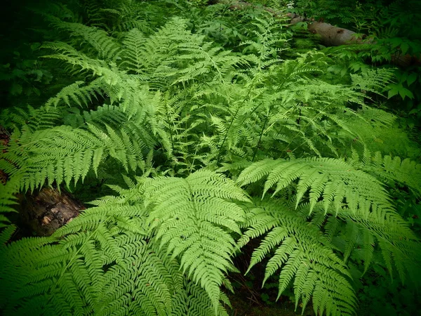 Plante Forme Fougère Dans Forêt Belles Feuilles Vertes Gracieuses Polypodiphyta — Photo