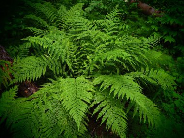 Ormanda eğreltiotu şeklinde bir bitki. Güzel zarif yeşil yapraklar. Polypodiphyta, modern eğreltiotları ve antik yüksek bitkileri içeren vasküler bitkiler bölümü..