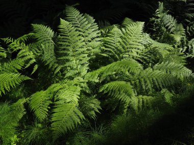 Fern-shaped plant in the forest. Beautiful graceful green leaves. Polypodiphyta, a department of vascular plants that includes modern ferns and ancient higher plants. clipart
