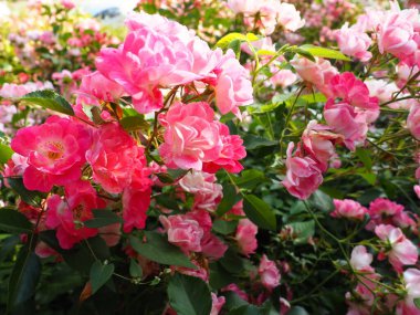 Pembe güller. Yeşil yapraklardan, tomurcuklardan ve dikenlerden oluşan arka planda güzel narin güller. Yumuşak ışıklandırma. Hafif odaklanma, sis ya da sis. Tebrik kartı. Altın saat çekimleri.