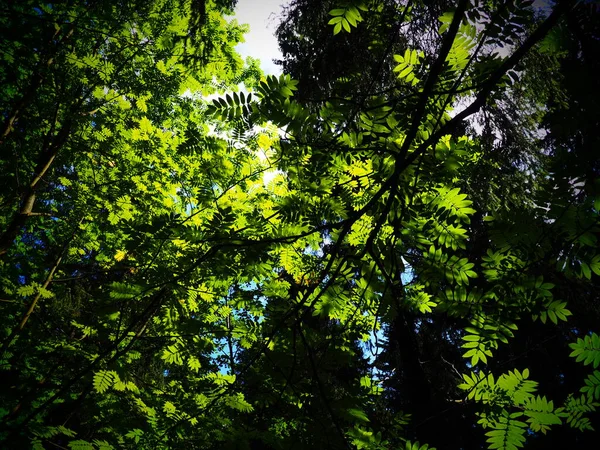 The leaves of the ash tree. Beautiful bright green leaves of the ash tree ordinary. Counter lighting. Summer forest and undergrowth.