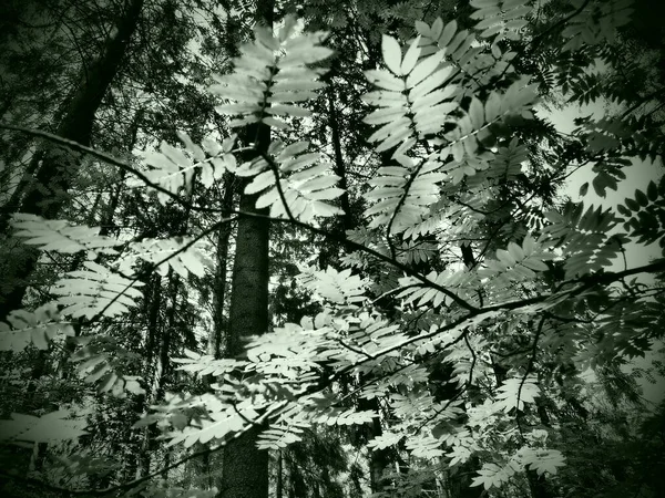 The leaves of the ash tree. Beautiful bright green leaves of the ash tree ordinary. Counter lighting. Summer forest and undergrowth.