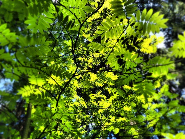 The leaves of the ash tree. Beautiful bright green leaves of the ash tree ordinary. Counter lighting. Summer forest and undergrowth.