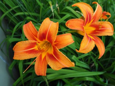 Hemerocallis lilenik, Asphodelaceae familyasından bir bitki cinsidir. Altı yapraklı güzel, turuncu zambak çiçekleri. Uzun ince yeşil yapraklar. Çiçek açma ve hasat üretimi bir hobi olarak.