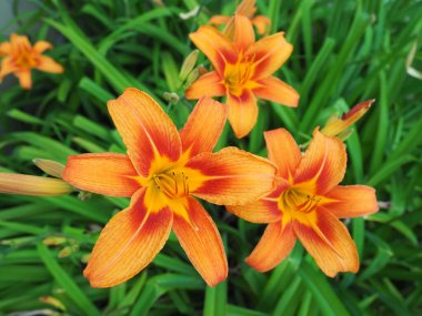 Hemerocallis lilenik, Asphodelaceae familyasından bir bitki cinsidir. Altı yapraklı güzel turuncu zambak çiçekleri. Uzun ince yeşil yapraklar. Çiçek açma ve hasat üretimi bir hobi olarak.