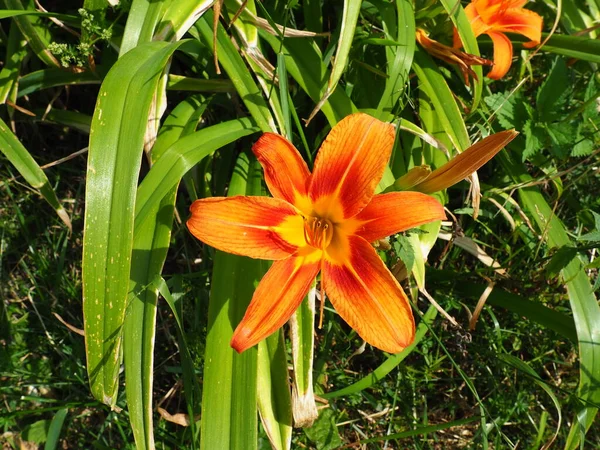 Hemerocallis Lilenik Lilaynikov Családba Tartozó Asphodelaceae Növények Nemzetsége Gyönyörű Narancssárga — Stock Fotó