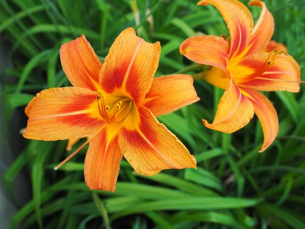 Hemerocallis lilenik is a genus of plants of the Lilaynikov family Asphodelaceae. Beautiful, ish orange lily flowers with six petals. Long thin green leaves. Flowering and crop production as a hobby.
