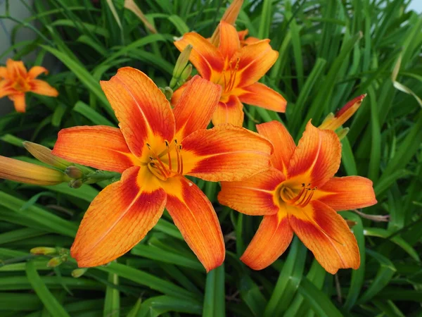 Hemerocallis Lilenik Род Растений Семейства Лилайниковых Asphodelaceae Красивые Оранжевые Цветы — стоковое фото