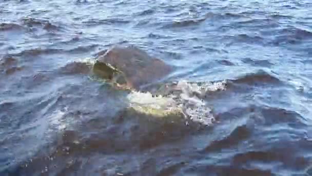 As ondas batem contra uma grande pedra afiada elevando-se acima da superfície da água. Lago Onega, Carélia, Rússia. Os respingos e as bolhas voam sobre uma borda rochosa na costa. O poder da natureza. Ecologia. — Vídeo de Stock