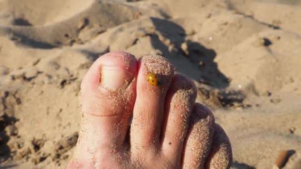 Biedronka czołga się na palcach. Kobieca stopa na tle piasku na plaży. Zdrowe paznokcie bez onychomycosis. Owad na ludzkim ciele. Złota godzina na plaży. Letni wypoczynek na świeżym powietrzu — Wideo stockowe