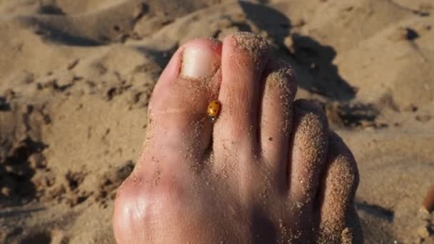 Жук божья коровка ползает на пальцах ног. Женская нога на фоне пляжного песка. Здоровые ногти без онихомикоза. Насекомое на теле человека. Золотой час на пляже. Летний отдых на природе — стоковое видео